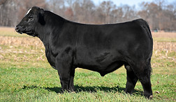 TL Bottomline | hartmancattlecompany